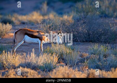 Springbok-Antilope, Antidorcas marsupialis, im afrikanischen Trockenhabitat, Kgaladadi, Botswana. Säugetier aus Afrika. Sonnenaufgang, Springbock am Abend zurück li Stockfoto