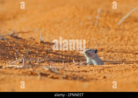 Borts pfeifende Ratte, Parotomys bratsii, wunderschöne Ratte im Lebensraum. Maus im Sand mit grüner Vegetation, lustiges Bild aus der Natur, Kgalagadi Stockfoto