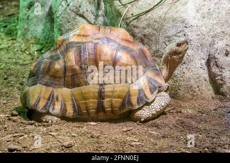 Die Angonoka-Schildkröte (Astrochelys yniphora) ist eine vom Aussterben bedrohte Schildkrötenart, die durch Wilderei für den illegalen Tierhandel stark bedroht ist. Stockfoto