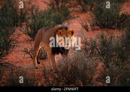 Kgalagadi Löwe im dunklen Morgen, Botswana. Löwe mit schwarzer Mähne, großes Tier im Lebensraum. Gesicht Porträt der afrikanischen gefährlichen Katze. Wildlife-Szene aus Stockfoto