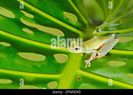 Tropische Natur im Wald. Olivenbaumfrosch, Scinax elaeochroa, sitzend auf großem grünen Blatt. Frosch mit großem Auge. Nachtverhalten in Costa Rica. Stockfoto