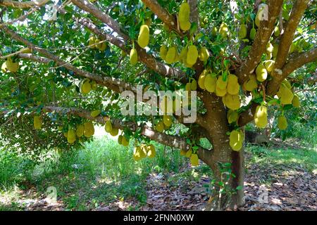 Indonesien Anambas-Inseln - Durischer Baum mit Durian-Früchten Stockfoto