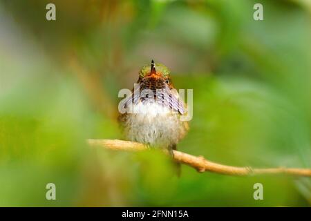 Vulkan Kolibri, Selasphorus flammula, Tier in der Natur Lebensraum, Berg tropischen Wald, Tierwelt aus Costa Rica. Stockfoto