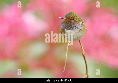 Vulkan Kolibri, Selasphorus flammula, Tier in der Natur Lebensraum, Berg tropischen Wald, Tierwelt aus Costa Rica. Stockfoto