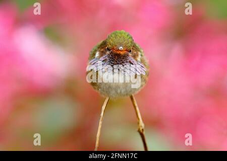 Vulkan Kolibri, Selasphorus flammula, Tier in der Natur Lebensraum, Berg tropischen Wald, Tierwelt aus Costa Rica. Stockfoto