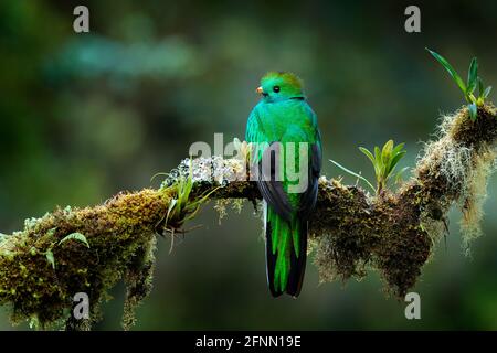 Quetzal, Pharomachrus mocinno, aus der Natur Costa Rica mit grünem Wald. Prachtvoller heiliges, grünes und rotes Vogel. Strahlender Quetzal im Dschungel Stockfoto