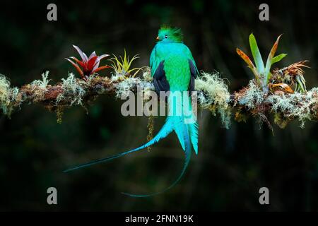 Quetzal, Pharomachrus mocinno, aus der Natur Costa Rica mit grünem Wald. Prachtvoller heiliges, grünes und rotes Vogel. Strahlender Quetzal im Dschungel Stockfoto