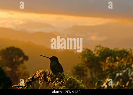 Kolibri in der Landschaft. Sonnenuntergang mit Talamanca bewunderungswerter Kolibri, Eugenes spectabilis, Porträt eines schönen Vogels mit Abendlicht. Wildlife sc Stockfoto