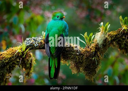 Quetzal, Pharomachrus mocinno, aus der Natur Costa Rica mit grünem Wald. Prachtvoller heiliges, grünes und rotes Vogel. Strahlender Quetzal im Dschungel Stockfoto
