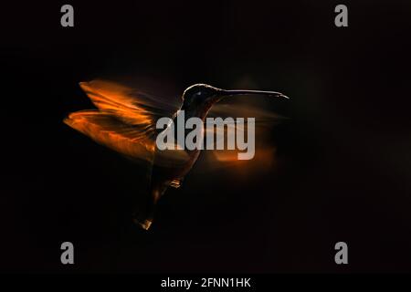 Kolibri orange Sonnenuntergang. Vogel im Abenduntergang mit Talamanca bewunderungswürfiger Kolibri, Eugenes spectabilis, Portrait eines schönen Vogels mit Abendl Stockfoto