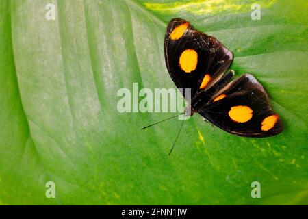 Catonephele numilia, Spotlight catone, schwarzer Schmetterling mit orangen Flecken aus dem Wald von Costa Rica. Wunderschöne Insektenaufstellung auf dem grünen Urlaub im Wil Stockfoto