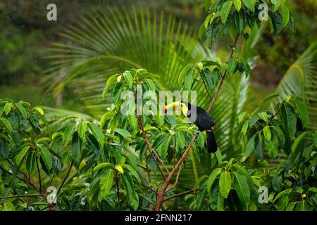 Tropischer Wald mit exotischen Vögeln. Toucan in grünen Bäumen. Kielschnabel-Toucan, Ramphastos sulfuratus. Wildtiere aus Costa Rica. Stockfoto