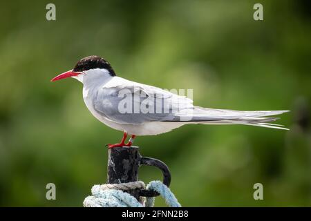 Große Nahaufnahme einer arktischen Tern Sterna paradiesaea in Profil auf einem Holzspieß mit Bootsseil und Vor einem Hintergrund von grünem Laub Stockfoto