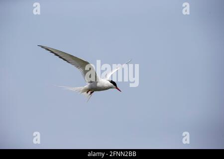 Arctic Tenn Bird Sterna paradisaea im Flug über den Farne Islands in Northumberland, England gegen einen klaren blauen Himmel Stockfoto