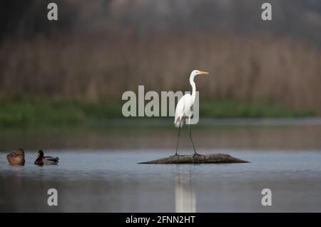 Große weiße Reiher auf Baumstamm schwimmend mit paar Wilde Enten im Wasser Stockfoto