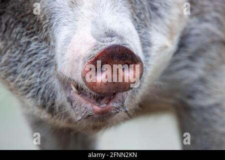 Nahaufnahme der Schnauze des schmutzigen Schweins und des alten Mundes Traditionelle mangalitsa Rasse Stockfoto