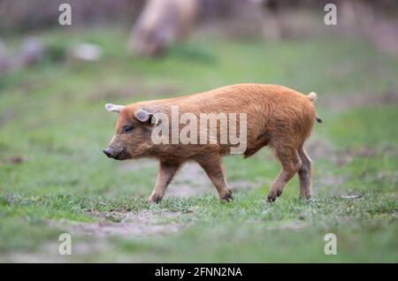 Mangalitsa Ferkel auf der Wiese im Wald. Traditionelle Bio-Viehzucht Stockfoto