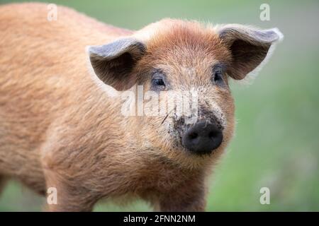 Porträt von niedlichen Ferkel aus der traditionellen Schweinebrasse mangalitsa zu Fuß auf Grasland im Wald im Herbst Zeit. Bio-Fleischproduktion Stockfoto