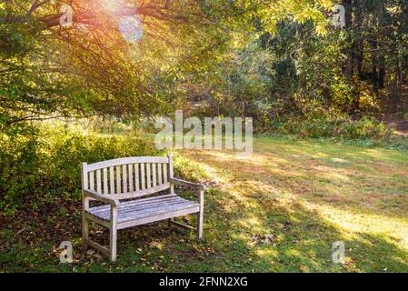 Leere einsame verwitterte Holzbank in einer Lichtung im Wald an einem sonnigen Herbsttag. Streulicht. Stockfoto