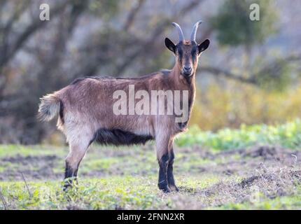 Braune Bergziege im Freien. Traditionelle Bio-Zucht, Wandern frei in der Natur Konzept Stockfoto