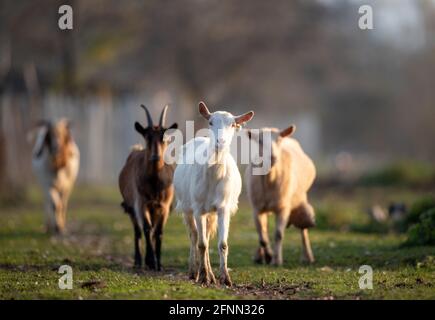 Herde verschiedener Ziegenrassen, die frei auf der Wiese im Wald wandern. Biologischer traditioneller Landbau Stockfoto