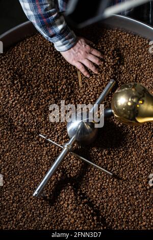 Mann mit gerösteten Kaffeebohnen, Mann mit der Hand mit Kaffeebohnen aus dem Röster Stockfoto