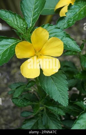 Westindische Stechpalme (Turnera ulmifolia). Genannt Ramgoat Dashalong, Salbei Rose, Sonnentropfen und Gelbe alser auch Stockfoto