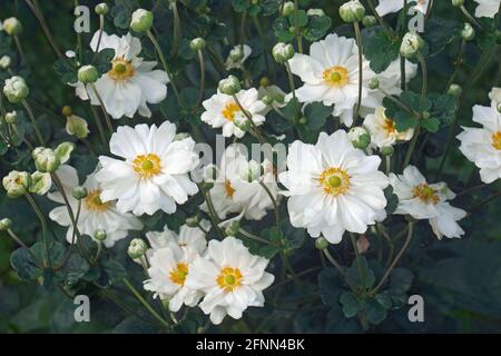 Japanische Anemone (Eriocapitella hapehensis 'Honorine Jobert'). Auch japanische Windblume und japanische Thimbleblume genannt. Stockfoto