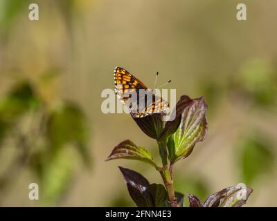 Herzog von Burgund Schmetterling in Ruhe Stockfoto