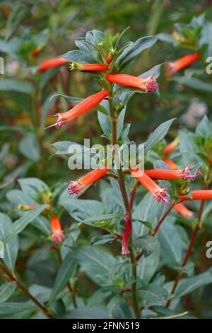 Zigarrenpflanze (Cuphea ignea). Genannt Zigarrenblume, Feuerwerkpflanze und mexikanische Zigarre auch Stockfoto