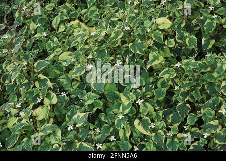 Chamäleonpflanze (Houttuynia cordata 'Chamäleon') Stockfoto