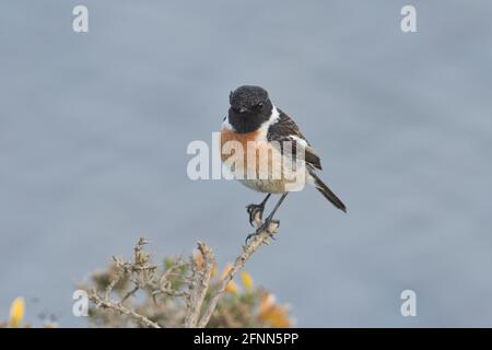 Männliche gemeinsame Schwarzkehlchen (Saxicola torquatus) Stockfoto