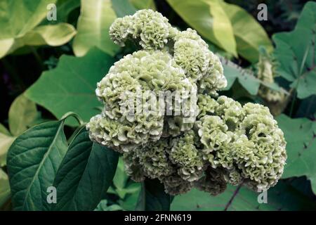 Cockscomb Blume (Celosia argentea var. cristata). Stockfoto