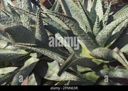 Bergaloe (Aloe mellothii). Auch flachblühende Aloe genannt. Stockfoto