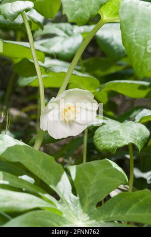 Mayapple (Podophyllum peltatum). Auch American Mandrake, Wild Mandrake und gemahlene Zitrone genannt. Stockfoto