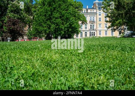 Grass Green Clovers Park Urban Europe Bulgarien Sonnentag Stockfoto