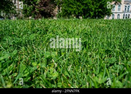 Grass Green Clovers Park Urban Europe Bulgarien Sonnentag Stockfoto