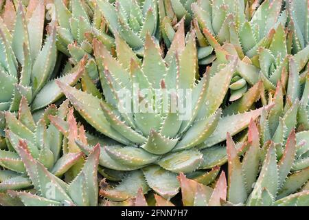 Kurzblättrige Aloe (Aloe brevifolia). Auch bekannt als Kleinaalwyn. Stockfoto