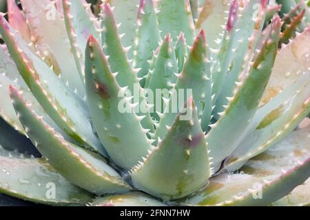 Kurzblättrige Aloe (Aloe brevifolia). Auch bekannt als Kleinaalwyn. Stockfoto