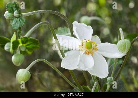 Japanische Anemone (Eriocapitella hapehensis 'Honorine Jobert'). Auch japanische Windblume und japanische Thimbleblume genannt. Stockfoto