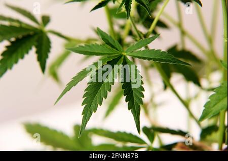 Marihuana-Pflanze auf rosa Hintergrund. Cannabisstrauch, junger Busch. Nahaufnahme frischer Blätter, Makroansicht. Stockfoto