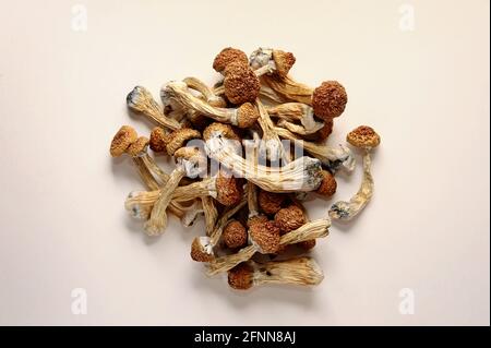 Mikrodosierkonzept. Trockene Psilocybin-Pilze auf weißem Hintergrund. Psychedelisch, überwältigend, magischer Pilz. Medizinische Verwendung. Stockfoto