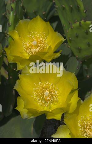 Teufelszunge (Opuntia humifusa). Auch Eastern Prickly Pear oder Indian Fig genannt Stockfoto