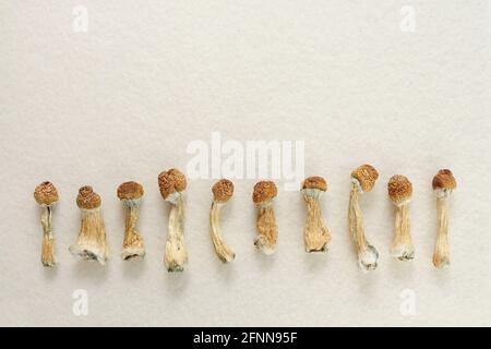 Getrocknete Psilocybin-Pilze auf weißem Hintergrund in Reihe. Psychedelische Psilocybe Cubensis, magische Reise. Medizinische Verwendung. Mikrodosierkonzept. Stockfoto