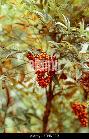 Eine Gruppe roter Beeren hängt an einem Busch Stockfoto