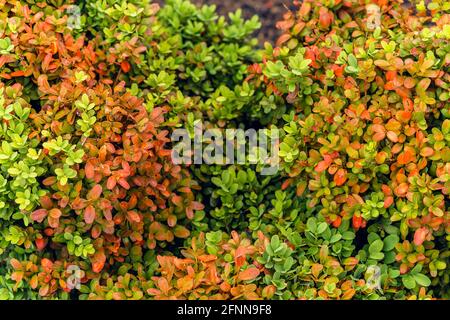 Floraler Hintergrund mit kleinen orangefarbenen und grünen Blättern Stockfoto
