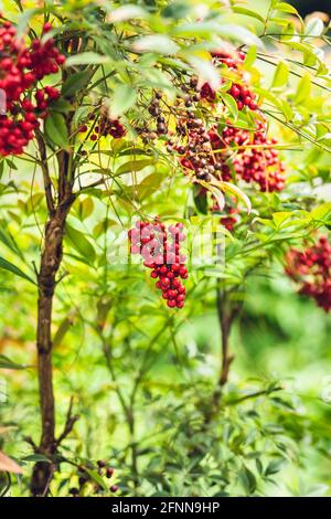 Eine Gruppe roter Beeren hängt an einem Busch Stockfoto