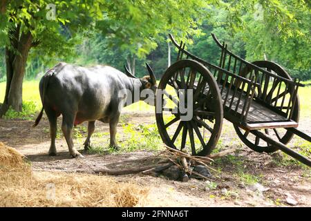 Buffalo steht an einem alten Holzwagen im ländlichen Feld. Stockfoto