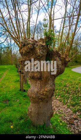 Nahaufnahme von bestäuberter europäischer Asche (Fraxinus excelsior) Stockfoto