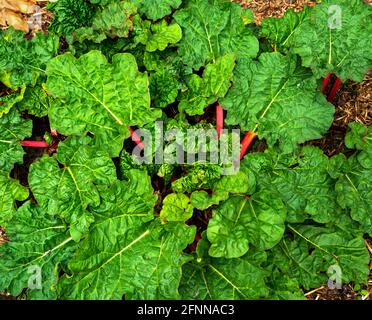 Nahaufnahme eines jungen Rhabarber, der gerade aus dem kam Masse (Rheum rhabarbarum) Stockfoto